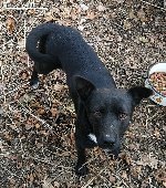 Znaleziono psa w miejscowości Krajów gmina Krotoszyce