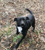 Znaleziono psa w miejscowości Krajów gmina Krotoszyce